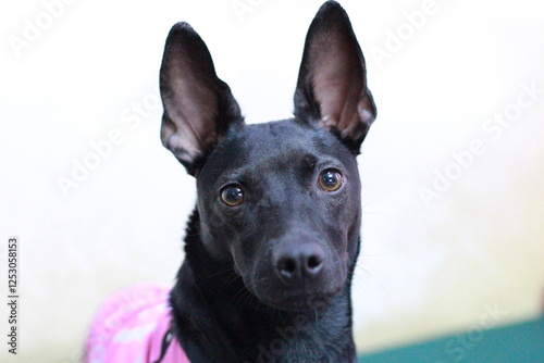 This is my dog. She is a Taiwanese breed and maybe a bit mixed. But she is like the queen of the world. A very lucky dog taken from a very poor situation and given a wonderful life. 