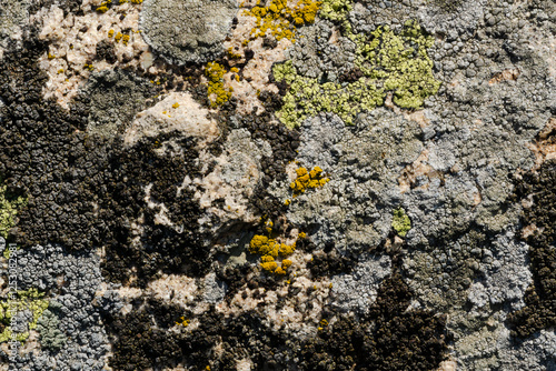 Closeup rock full of lichens as a background - Candelariella vitellina, Melanelia tominii, Rhizocarpon geographicum, Aspicilia caesiocinerea
 photo