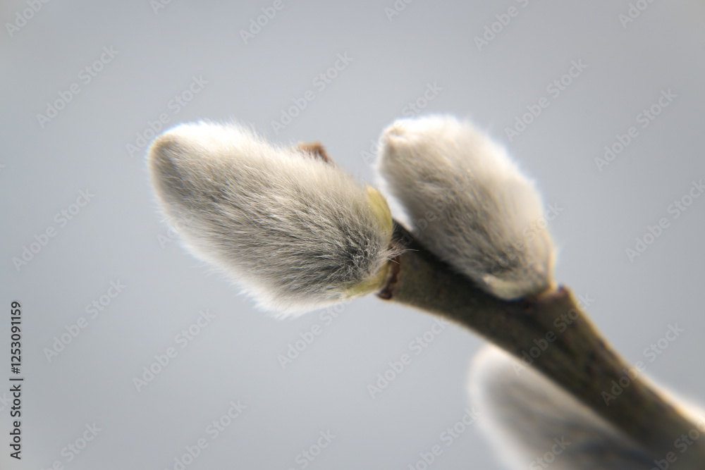Spring flower buds of willow, catkins. Easter holidays.