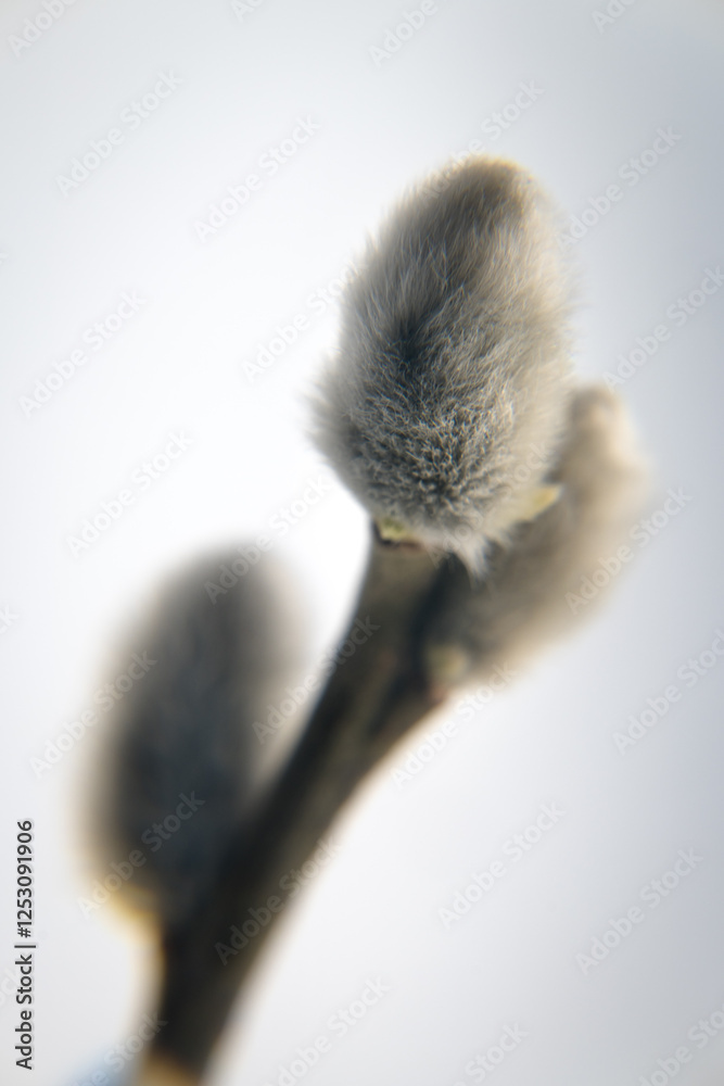 Spring flower buds of willow, catkins. Easter holidays.