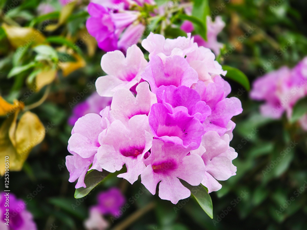 Garlic Vine with Trumpet-Shaped Flowers and Distinct Garlic Aroma Garlic Vine with Trumpet-Shaped Flowers and Distinct Garlic Aroma