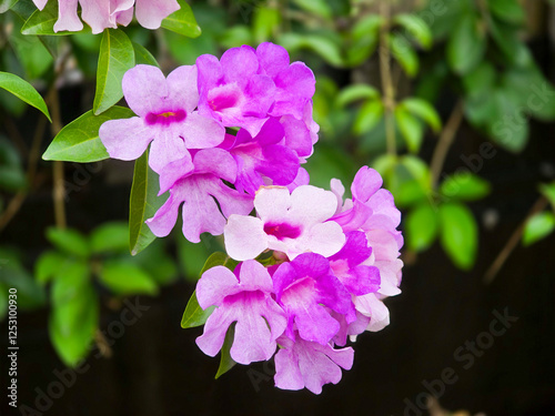 Garlic Vine with Trumpet-Shaped Flowers and Distinct Garlic Aroma photo