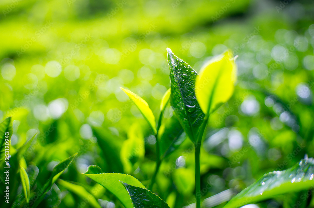 fresh green tea leaves in the morning fresh green tea leaves in the morning