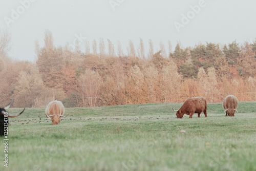 Scottish Highland Cows in the Dutch Dunes photo