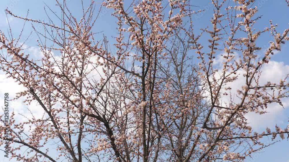 blossom trees spring garden. pink flower tree bee sky. Development botanical cultivated entrance female. pattern part timelapse springtime asian soft. season fluttering branch meadow blue flowering. blossom trees spring garden. pink flower tree bee sky. Development botanical cultivated entrance female. pattern part timelapse springtime asian soft. season fluttering branch meadow blue flowering.