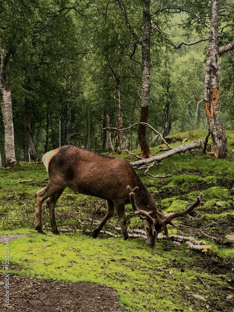 Moose Moose