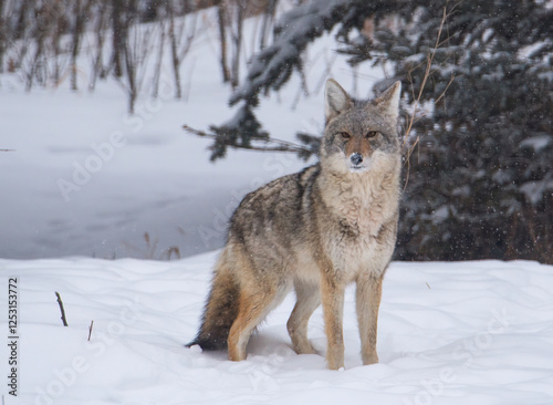 Coyote in the winter snow 