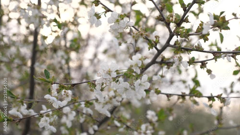 flowering spring tree. spring flowering trees. white flower. Young progress april chroma channel activity seed orchard traditional bloom yellow. enjoying meditative apple bud slow scenic green pattern flowering spring tree. spring flowering trees. white flower. Young progress april chroma channel activity seed orchard traditional bloom yellow. enjoying meditative apple bud slow scenic green pattern