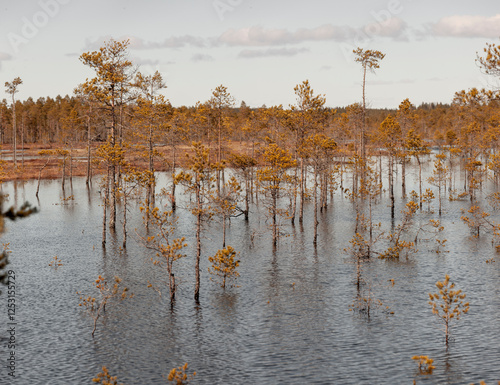 Kiefern in einem See in Lappland