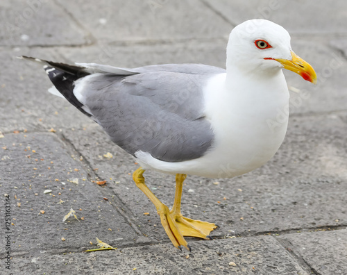big Gull with yellow beak and webbed paws walks in the town square