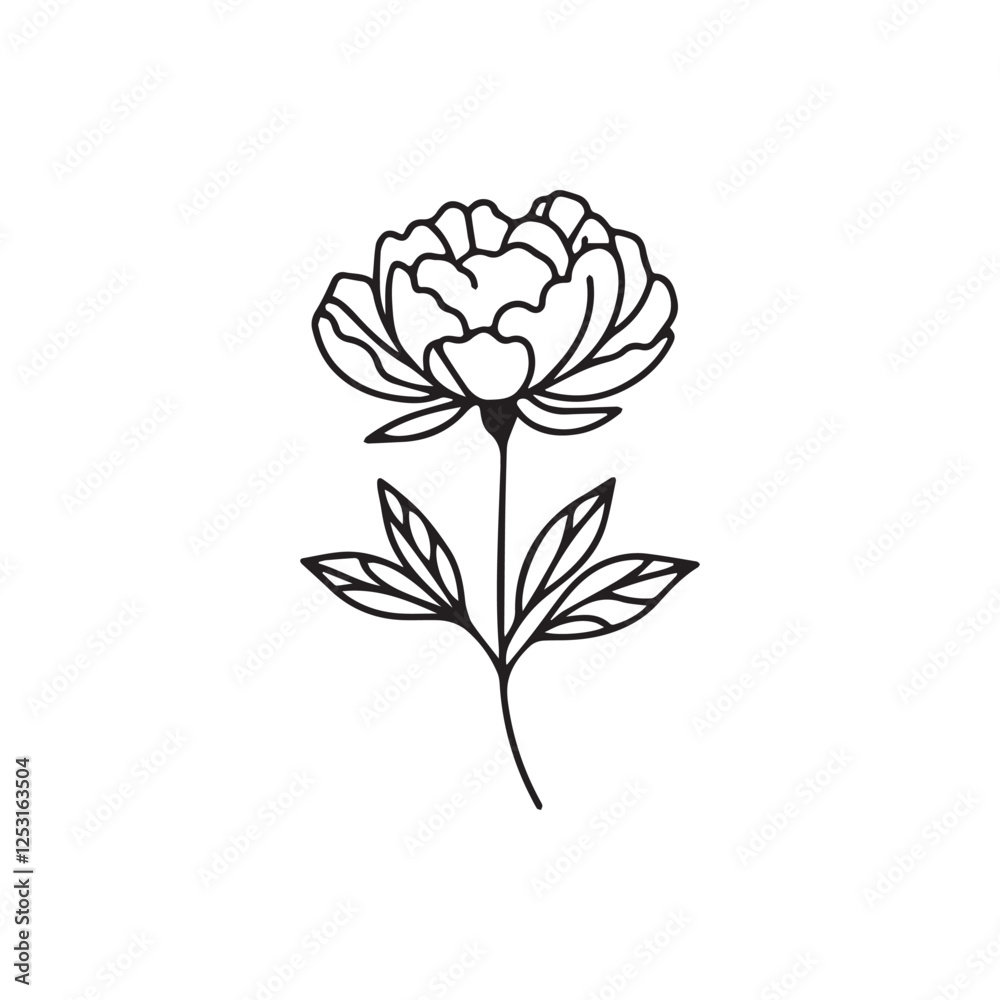 Vector illustration of a peony on a white background. Vector illustration of a peony on a white background.
