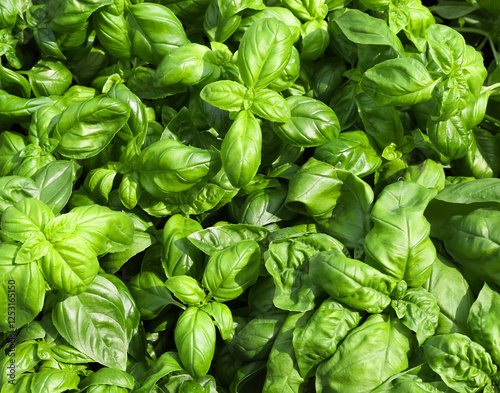 resh green leaves of the basil plant an artomatic herb typical of the Mediterranean photo