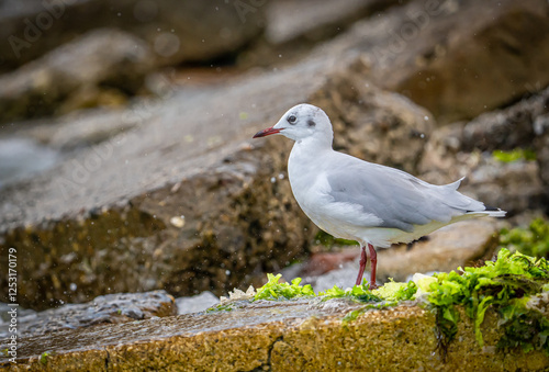 The black-head gull (larus ridibundus) photo