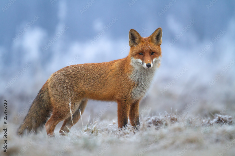 Mammals - portrait Red Fox Vulpes vulpes in autumn scenery, Poland Europe, animal walking among autumn meadow hunting time Mammals - portrait Red Fox Vulpes vulpes in autumn scenery, Poland Europe, animal walking among autumn meadow hunting time