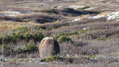 A Musk Ox in Dovrefjell National Park, Norway, surrounded by snow and vegetation, with its impressive horns. photo