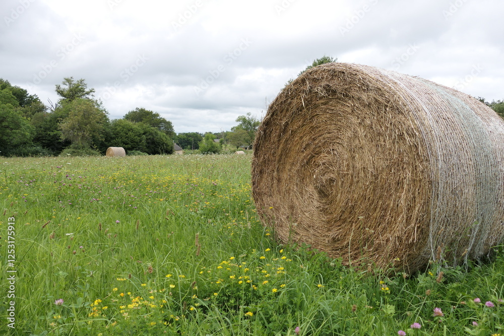 A round hay bale resting in a green field with clover, buttercups, and wildflowers. A round hay bale resting in a green field with clover, buttercups, and wildflowers.
