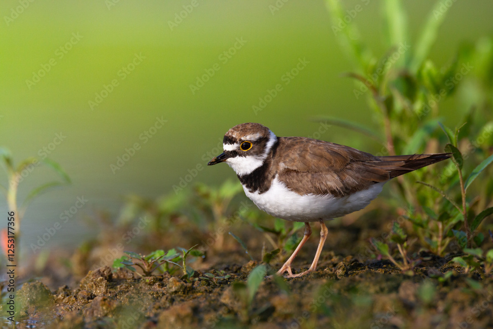 Shorebird Charadrius dubius, Little Ringed Plover on blurred background summer time Poland Europe Shorebird Charadrius dubius, Little Ringed Plover on blurred background summer time Poland Europe