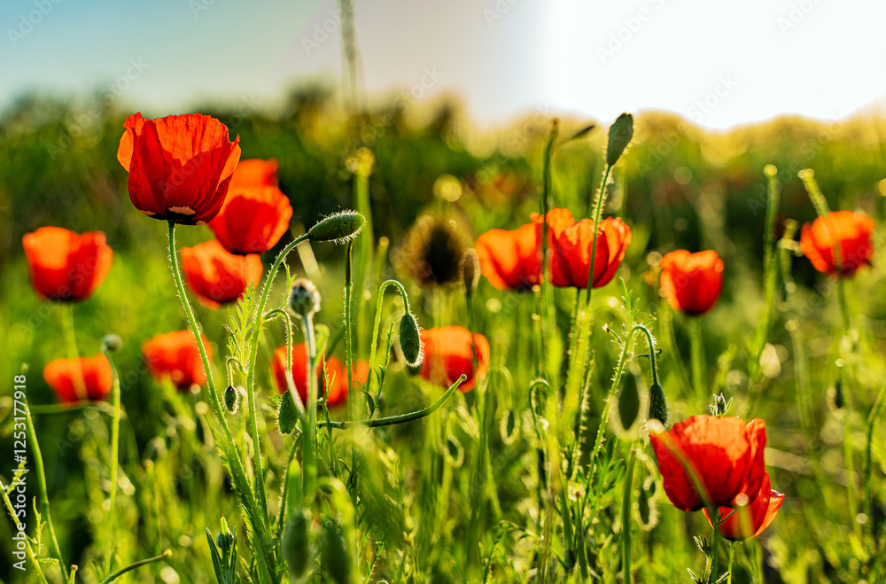 Obraz premium Poppy field at sunset. The petals of the red poppy glow from the rays of the setting sun.