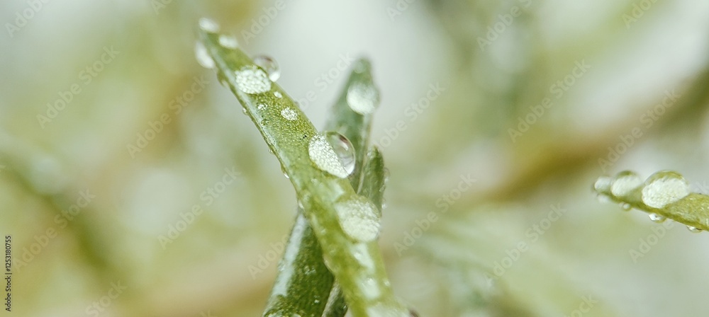 dew on grass, Macro Close-Up of Dew Drops on Leaf Surface dew on grass, Macro Close-Up of Dew Drops on Leaf Surface