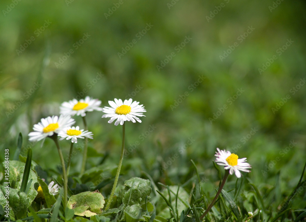 Common Daisy, Lawn Daisy or English Daisy, Bellis perennis, Asteraceae, Sardinia, Italy Common Daisy, Lawn Daisy or English Daisy, Bellis perennis, Asteraceae, Sardinia, Italy