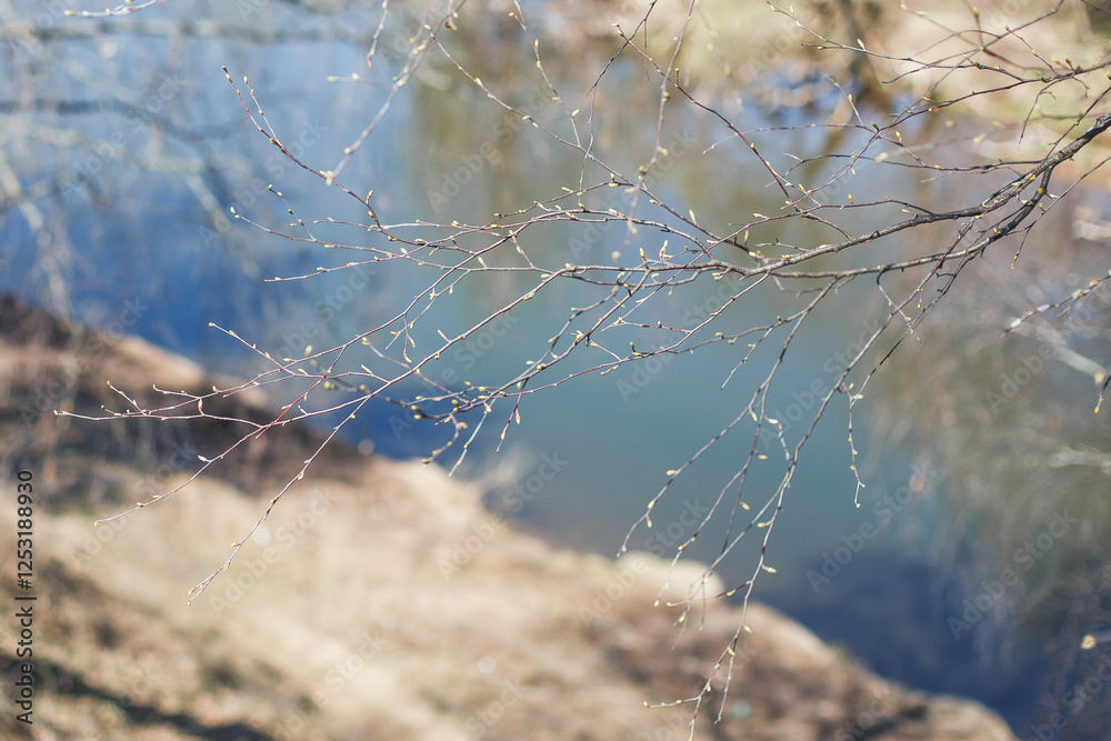 Thin tree branches with tiny budding leaves overhanging a calm body of water in early spring. soft sunlight and reflections on water create a peaceful and serene natural atmosphere Thin tree branches with tiny budding leaves overhanging a calm body of water in early spring. soft sunlight and reflections on water create a peaceful and serene natural atmosphere