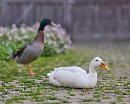 Two Indian runner ducks on court yard photo