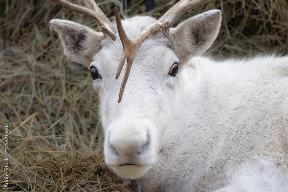 A white deer with antlers on its head is laying down in a field A white deer with antlers on its head is laying down in a field