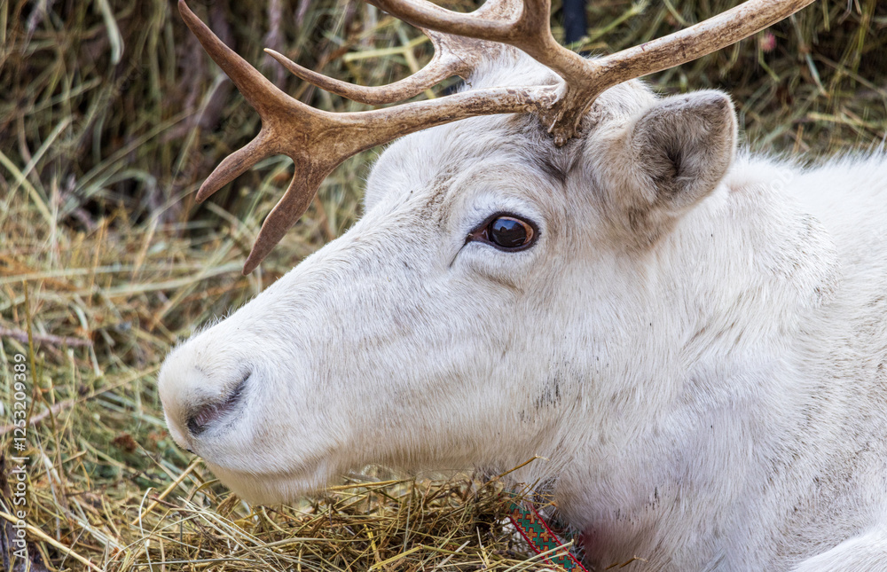 A white deer with antlers is laying down in a field of hay A white deer with antlers is laying down in a field of hay