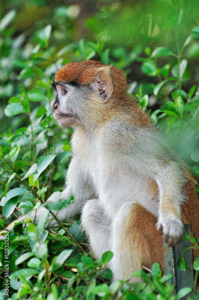 Naklejka premium Singe roux