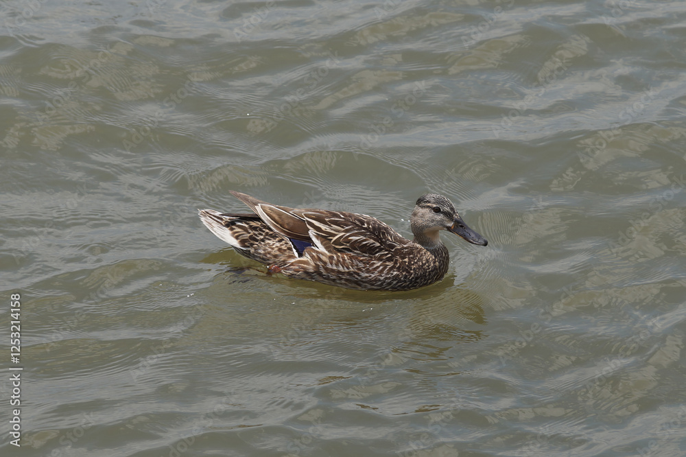 Duck swimming on rippling water, with brown and gray feathers and serene appearance, aquatic habitat Duck swimming on rippling water, with brown and gray feathers and serene appearance, aquatic habitat