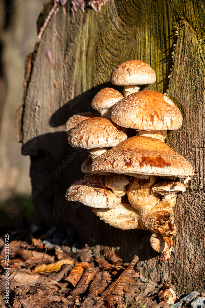 Mushroom colony on rotten tree trunk decomposes and decays wood as a bunch of mushrooms recycling in the forest ecosystem in warm sunshine with fungus mycellium with copy space on natural background Mushroom colony on rotten tree trunk decomposes and decays wood as a bunch of mushrooms recycling in the forest ecosystem in warm sunshine with fungus mycellium with copy space on natural background