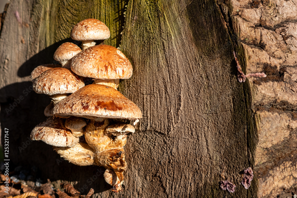 Mushroom colony on rotten tree trunk decomposes and decays wood as a bunch of mushrooms recycling in the forest ecosystem in warm sunshine with fungus mycellium with copy space on natural background Mushroom colony on rotten tree trunk decomposes and decays wood as a bunch of mushrooms recycling in the forest ecosystem in warm sunshine with fungus mycellium with copy space on natural background