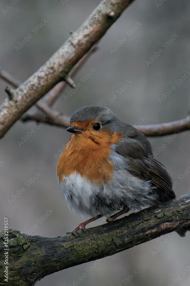 European robin (Erithacus rubecula) on a tree branch. European robin (Erithacus rubecula) on a tree branch.