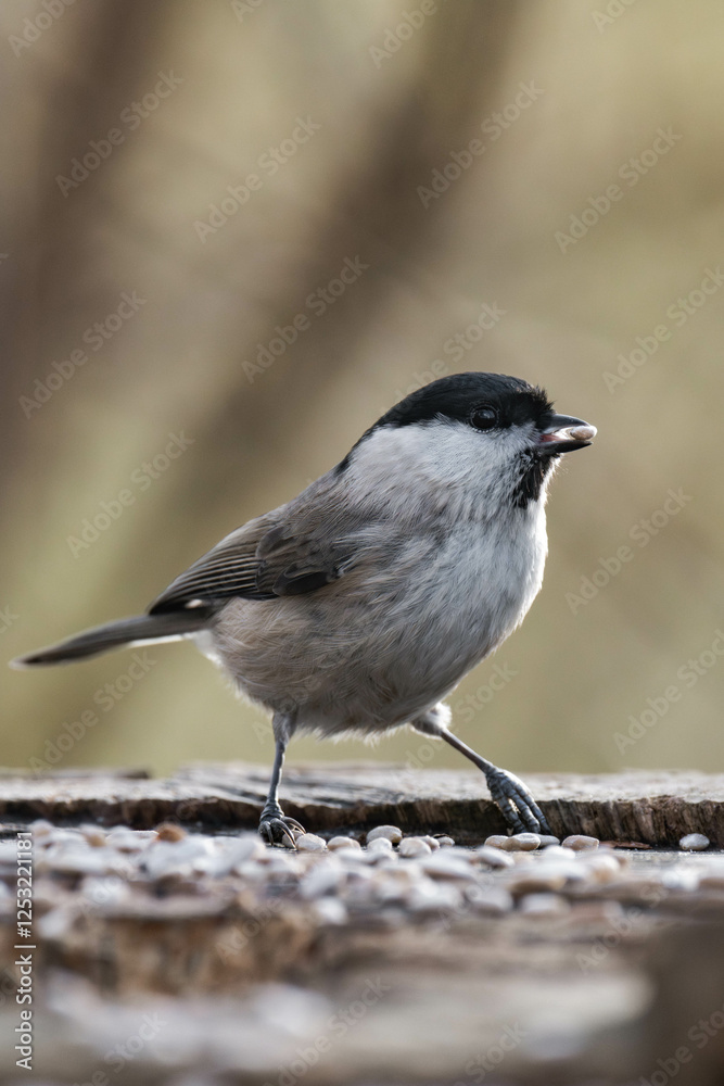 Fototapeta premium Marsh tit (Poecile palustris) standing on a tree stump.