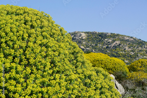 Fotografie Landscape of Asinara near Santa Maria, characterized by euphorbia (euphorbia arborea)