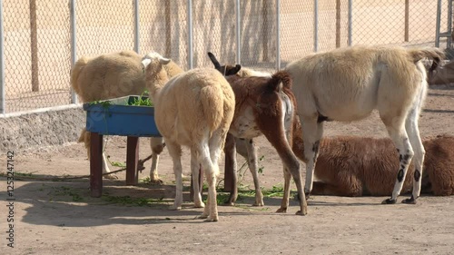 Llamas and Sheep Feeding in Enclosure – Farm Animals Eating Green Fodder