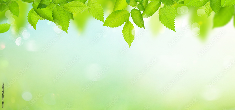 green branch with leaves natural background green branch with leaves natural background