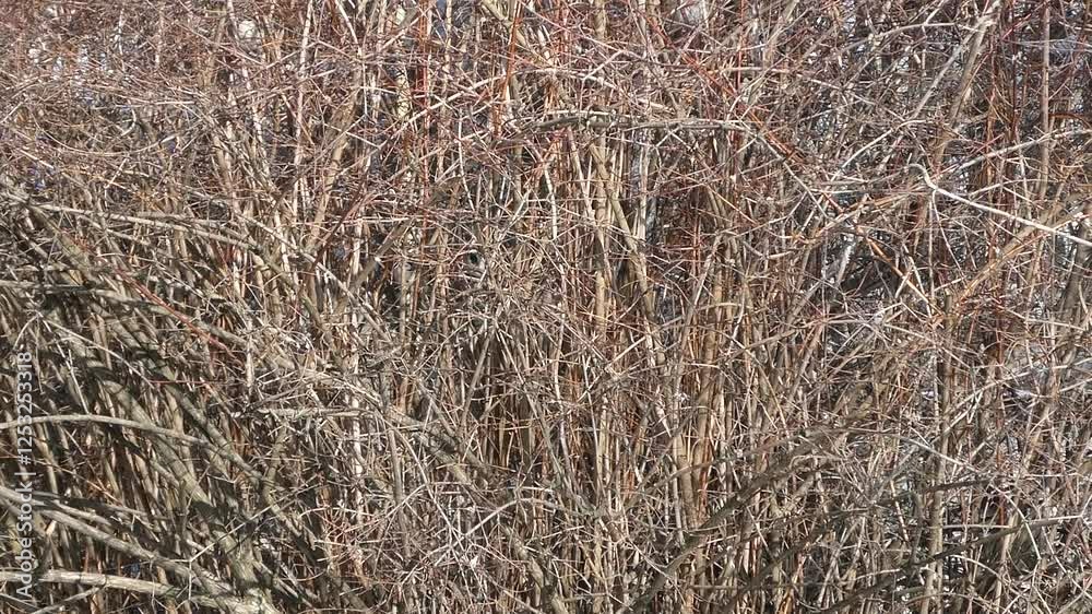 A small sparrow sitting amidst intricate tree branches, illuminated by soft natural sunlight on a bright day.