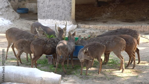 Deer Eating Fresh Green Fodder in a Feeding Trough: Wildlife Close-Up