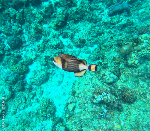 Triggerfish spotted at Tubod Marine Resort while snorkeling, Siquijor Island, Philippines