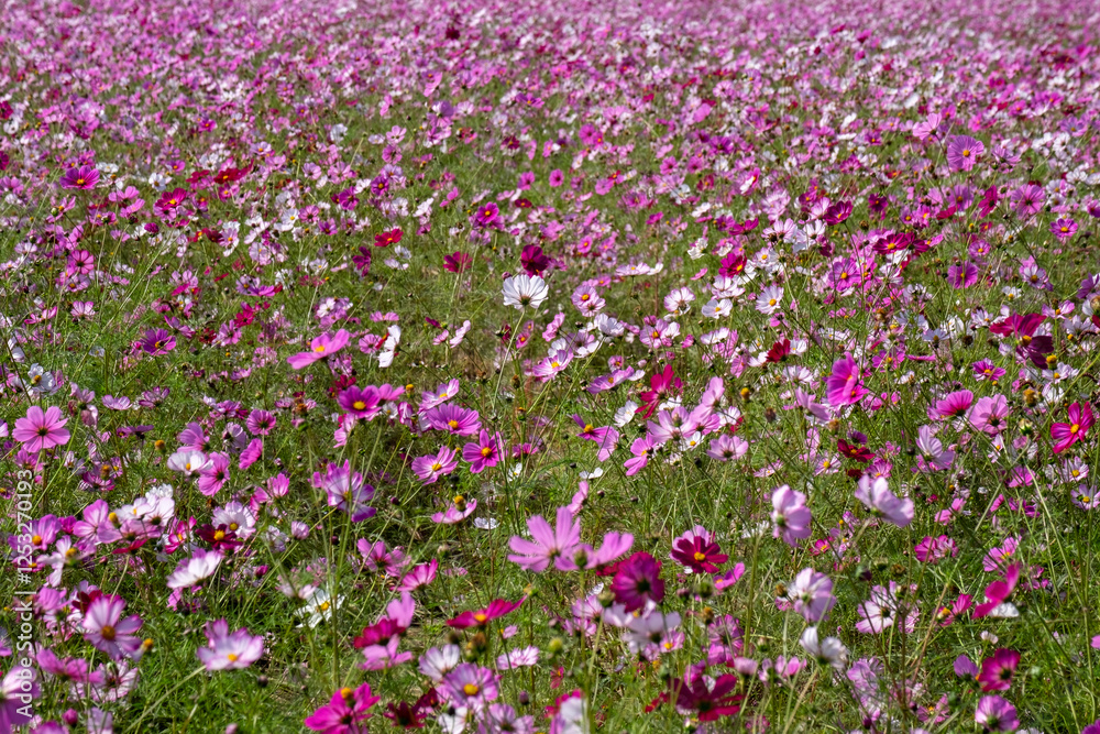 Cosmos in full bloom in the field Cosmos in full bloom in the field