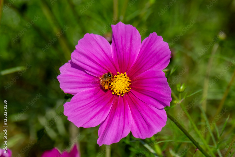 White cosmos and bees White cosmos and bees