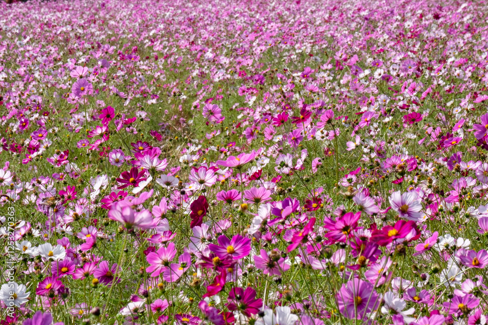 Cosmos in full bloom in the field Cosmos in full bloom in the field