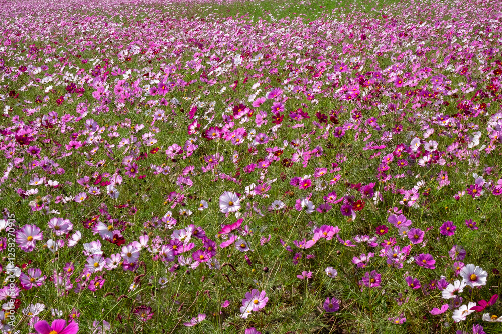 Cosmos in full bloom in the field Cosmos in full bloom in the field