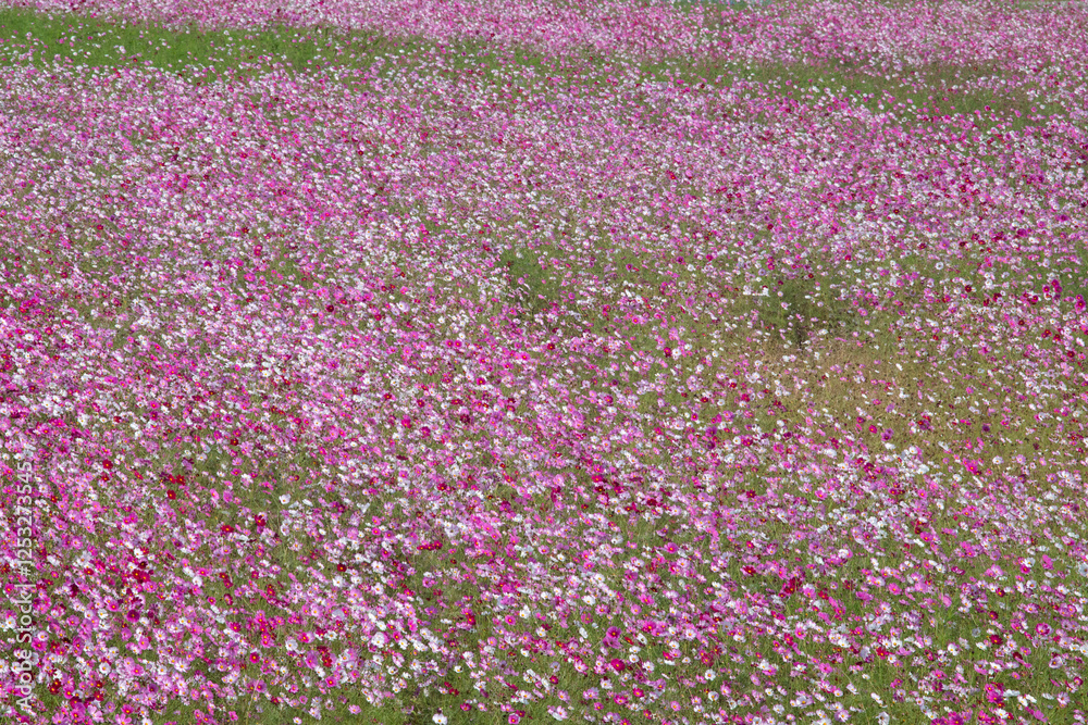 Cosmos in full bloom in the field Cosmos in full bloom in the field