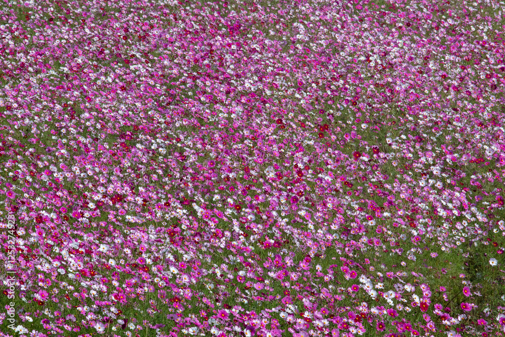 Cosmos in full bloom in the field Cosmos in full bloom in the field