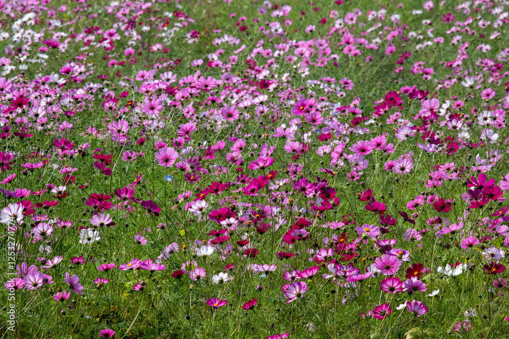 Cosmos in full bloom in the field Cosmos in full bloom in the field