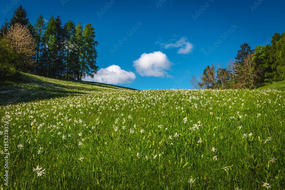 Fresh white daffodil flowers on the green slope in Slovenia