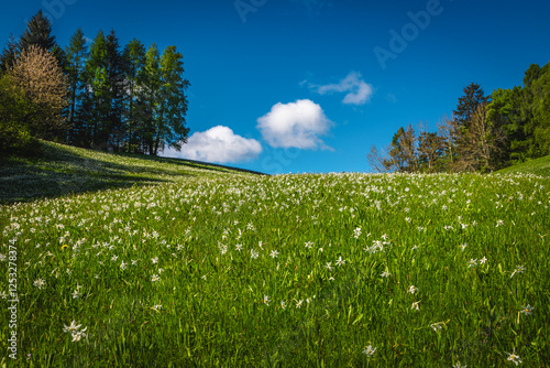 Obraz na płótnie Fresh white daffodil flowers on the green slope in Slovenia w salonie
