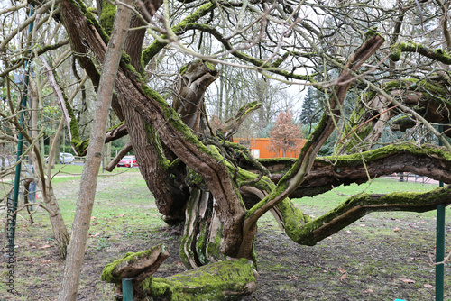 Catalpa, arbre remarquable à Gournay-sur-Marne photo